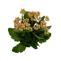Kalanchoé Nu