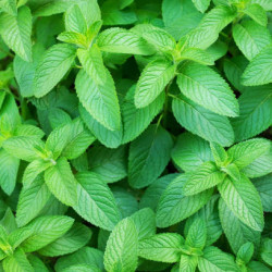 Menthe Bergamote