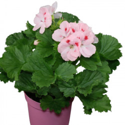 Pélargonium Grandiflorum