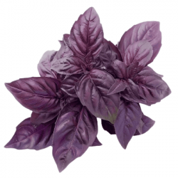 Basilic Pourpre