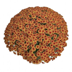 Multifleurs 50x50 Cuba Doré