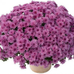 Multifleurs 25X25 Manga Mauve