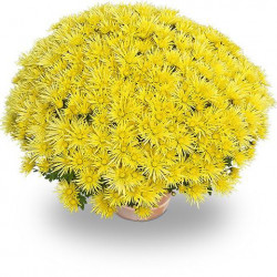 Multifleurs 25X25 Luxor jaune