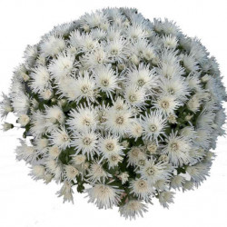 Multifleurs 25X25 Vito Blanc