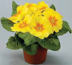 Prim. Tiara Yellow