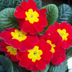 Prim. Tiara Red