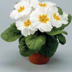 Prim.Tiara White