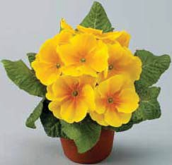 Prim. Tiara Yellow Gold