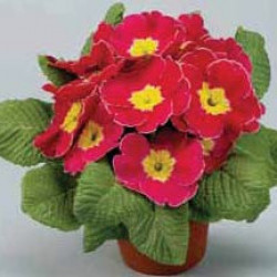 Prim. Tiara Pink