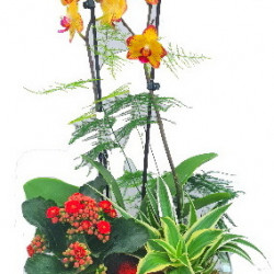 PHAL/Rectangle Home (2)