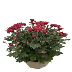 Coupe Grosses Fl  6/7 T Fantaisie Youko