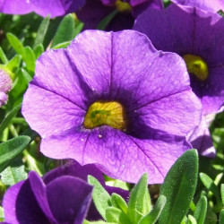 Pétunia Calibrachoa Dark Blue