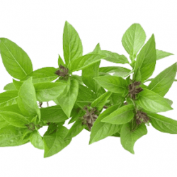 Basilic Thai