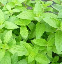 Menthe Sweet Lemon Citron