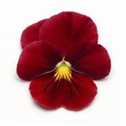 Pensée Panola Scarlet