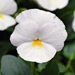 Pensée Panola White