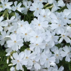 Phlox Subulata White Delight