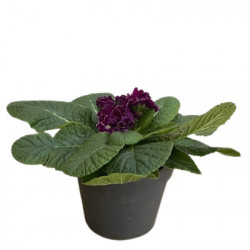 Primevère Fleurs Doubles
