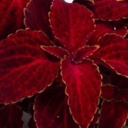 Coléus Fairway Red Velvet