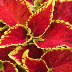 Coléus Fairway Ruby