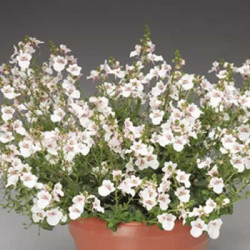 Diascia Flying Colors Blanc