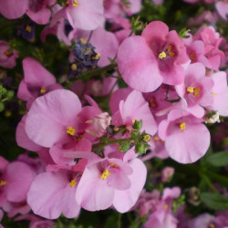 Diascia Flying Colors Rose