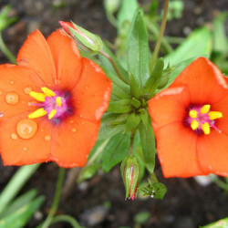 Diascia Flying Colors Orange