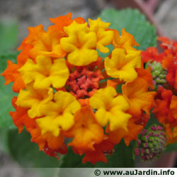 Lantana Camara Ingrid Orange
