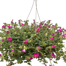 Suspension Portulaca