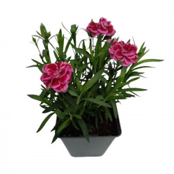 Dianthus Parfumé OSCAR varié
