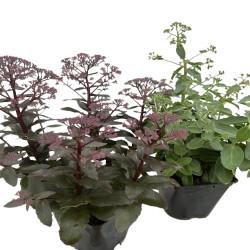 Sedum varié