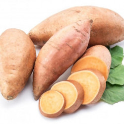 IPOMEE Patate Douce BEAUREGARD