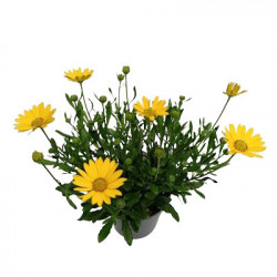 Ostéospermum Simple Varié