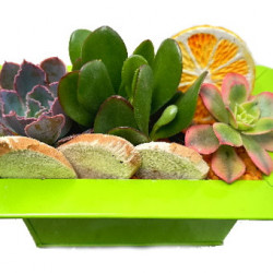 MET/Jardi color 3P (2)