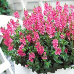 Diascia Blush pink rose