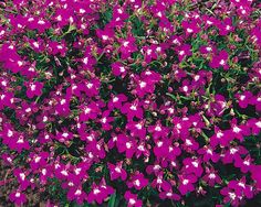 Lobélia Hotsprings Magenta