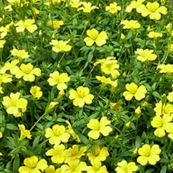 Mercadonia Magic Carpet Gold
