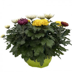 Coupe Plastique Américaine Multicolore