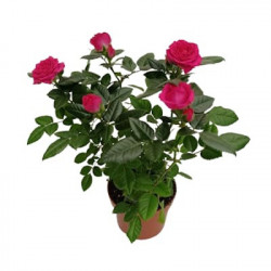 Mini Rosier