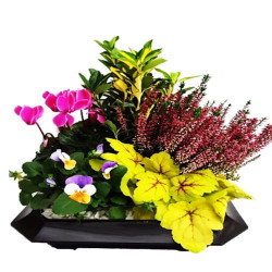 PLCARRE L27 - plateau carré 5 plantes