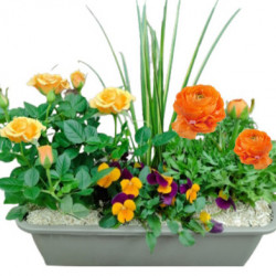 RAM/Jardi 5 plantes 5P (1)