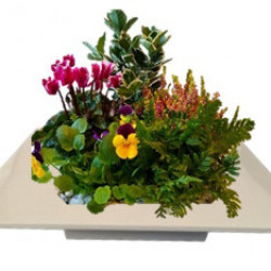 CARMET25 - 5plantes