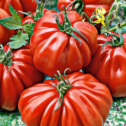 Tomate Voluptuoso