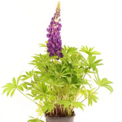 Lupin