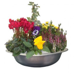 CPEMET34 - 5 plantes