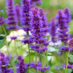 Agastache Top Bleu