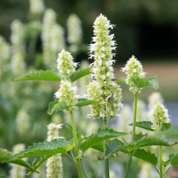Agastache Top Blanc
