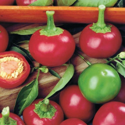 Piment Mini topik à Farcir