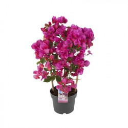Bougainvillier Espalier