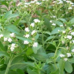 Stevia Rebaudiana